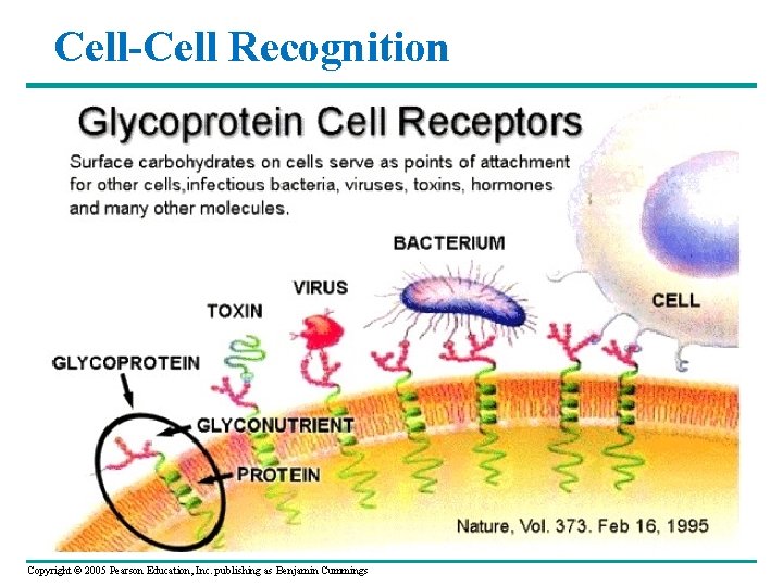 Cell-Cell Recognition Copyright © 2005 Pearson Education, Inc. publishing as Benjamin Cummings 