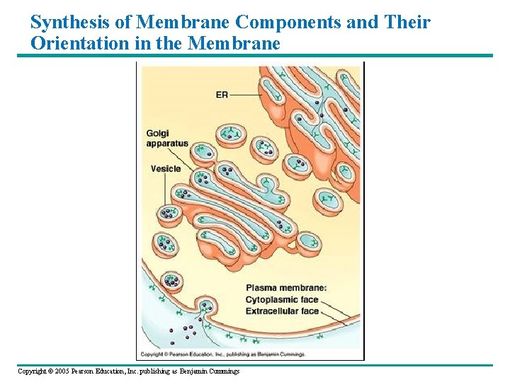 Synthesis of Membrane Components and Their Orientation in the Membrane Copyright © 2005 Pearson