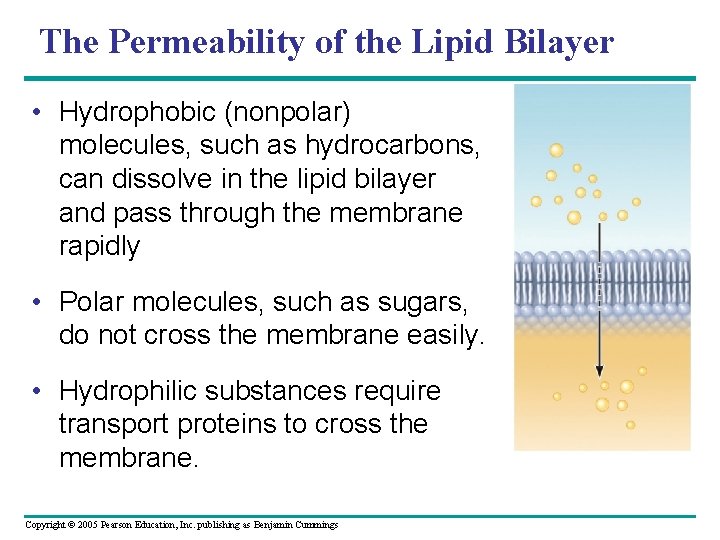 The Permeability of the Lipid Bilayer • Hydrophobic (nonpolar) molecules, such as hydrocarbons, can