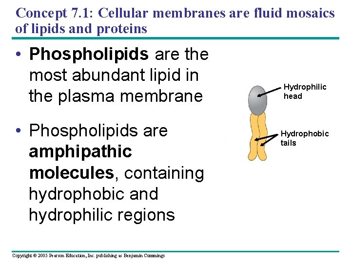 Concept 7. 1: Cellular membranes are fluid mosaics of lipids and proteins • Phospholipids