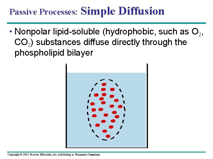 Passive Processes: Simple Diffusion • Nonpolar lipid-soluble (hydrophobic, such as O 2, CO 2)