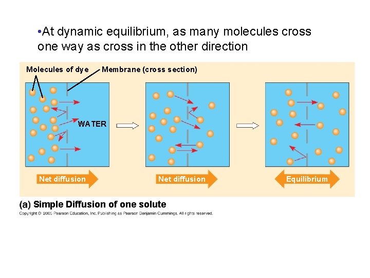  • At dynamic equilibrium, as many molecules cross one way as cross in