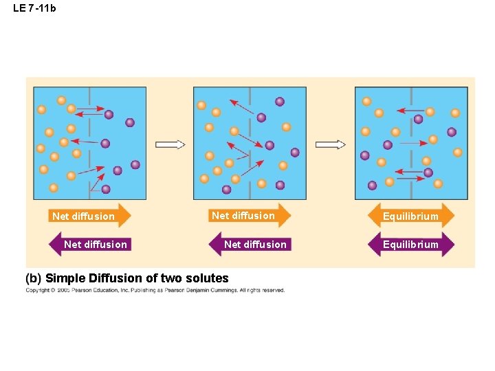 LE 7 -11 b Net diffusion Simple Diffusion of two solutes Equilibrium 