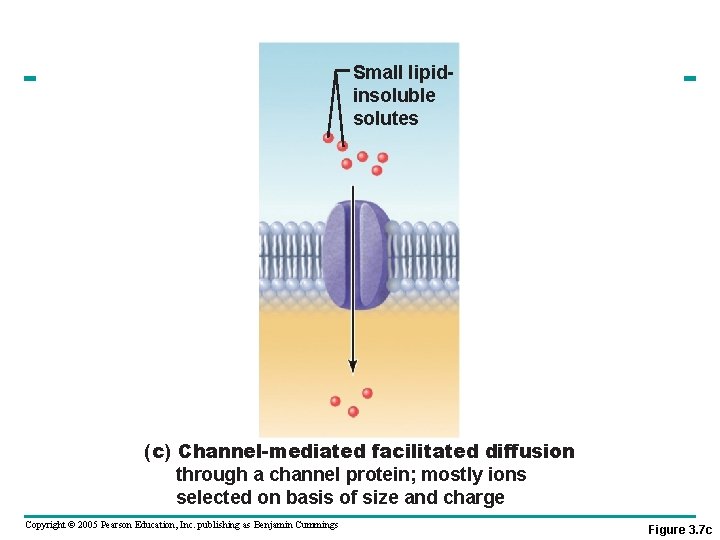 Small lipidinsoluble solutes (c) Channel-mediated facilitated diffusion through a channel protein; mostly ions selected