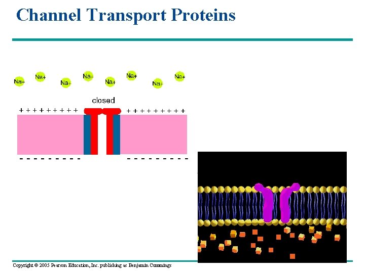 Channel Transport Proteins Copyright © 2005 Pearson Education, Inc. publishing as Benjamin Cummings 