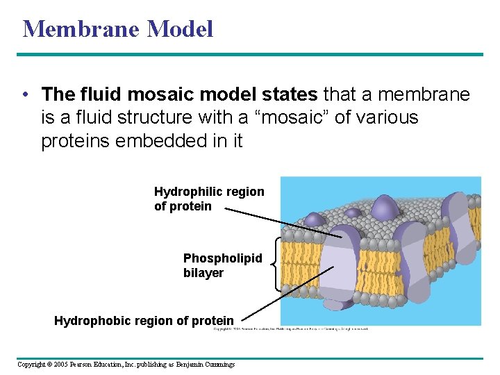Membrane Model • The fluid mosaic model states that a membrane is a fluid