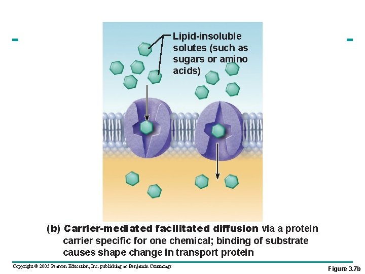Lipid-insoluble solutes (such as sugars or amino acids) (b) Carrier-mediated facilitated diffusion via a