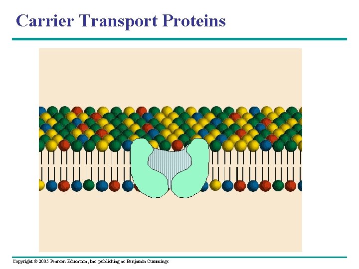 Carrier Transport Proteins Copyright © 2005 Pearson Education, Inc. publishing as Benjamin Cummings 
