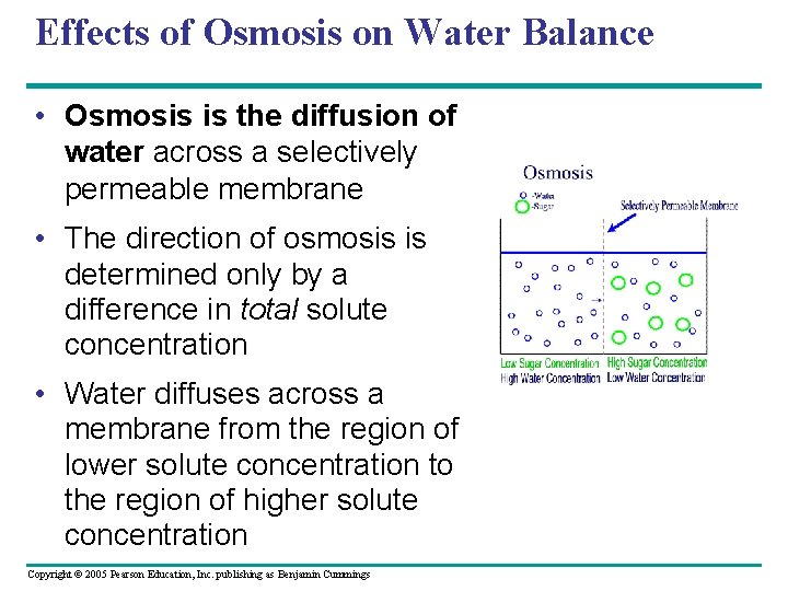 Effects of Osmosis on Water Balance • Osmosis is the diffusion of water across