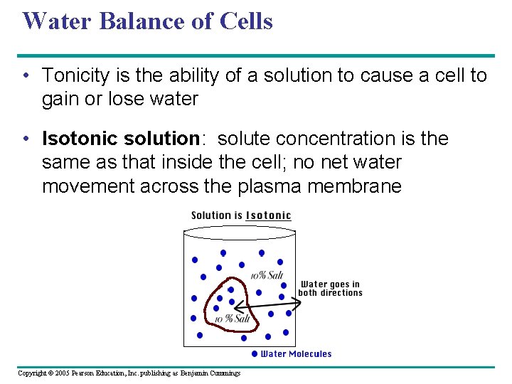 Water Balance of Cells • Tonicity is the ability of a solution to cause