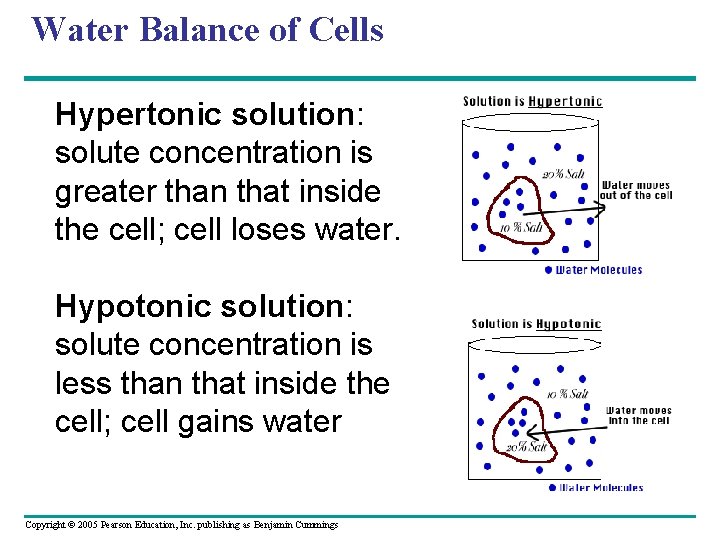 Water Balance of Cells Hypertonic solution: solute concentration is greater than that inside the