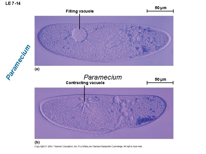 LE 7 -14 50 µm Pa ra m ec ium Filling vacuole Paramecium Contracting