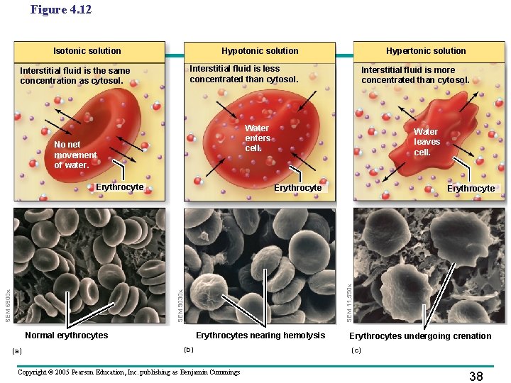 Figure 4. 12 Isotonic solution Hypotonic solution Interstitial fluid is less concentrated than cytosol.