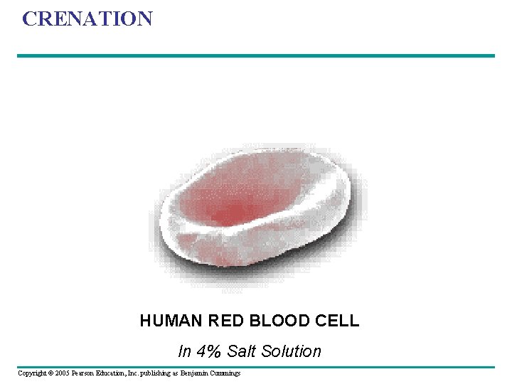 CRENATION HUMAN RED BLOOD CELL In 4% Salt Solution Copyright © 2005 Pearson Education,