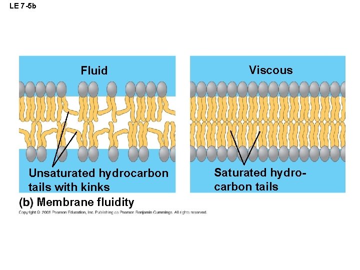 LE 7 -5 b Fluid Unsaturated hydrocarbon tails with kinks Membrane fluidity Viscous Saturated