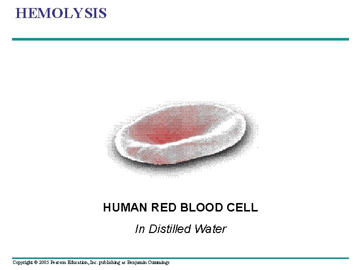 HEMOLYSIS HUMAN RED BLOOD CELL In Distilled Water Copyright © 2005 Pearson Education, Inc.