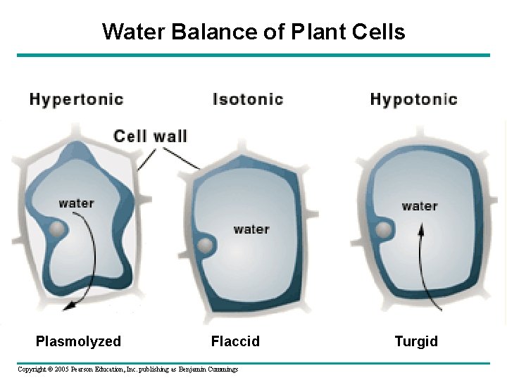 Water Balance of Plant Cells Plasmolyzed Flaccid Copyright © 2005 Pearson Education, Inc. publishing