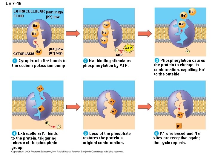 LE 7 -16 EXTRACELLULAR [Na+] high FLUID [K+] low Na+ Na+ CYTOPLASM [Na+] low