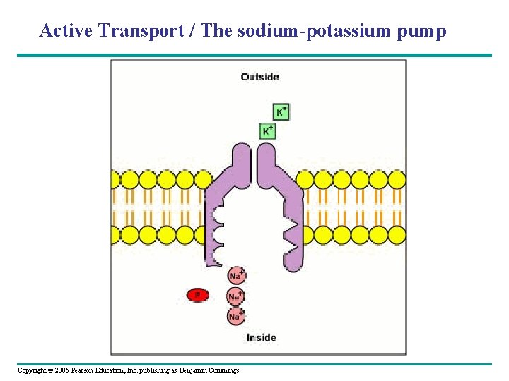 Active Transport / The sodium-potassium pump Copyright © 2005 Pearson Education, Inc. publishing as