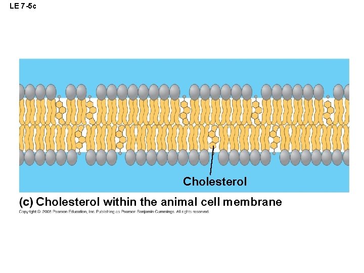 LE 7 -5 c Cholesterol within the animal cell membrane 