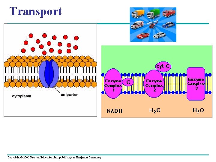 Transport Copyright © 2005 Pearson Education, Inc. publishing as Benjamin Cummings 