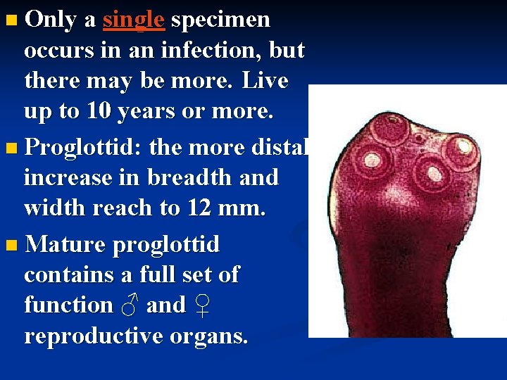 n Only a single specimen occurs in an infection, but there may be more.
