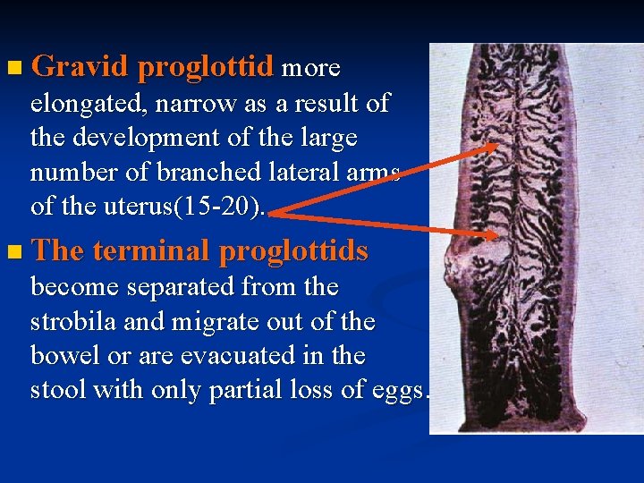 n Gravid proglottid more elongated, narrow as a result of the development of the