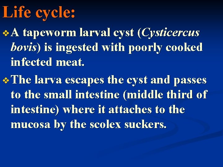 Life cycle: v A tapeworm larval cyst (Cysticercus bovis) is ingested with poorly cooked