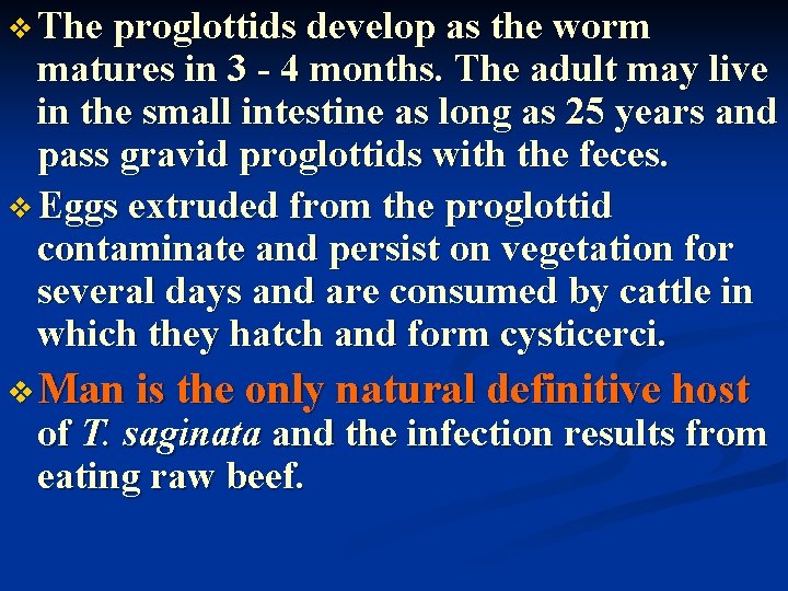 v The proglottids develop as the worm matures in 3 - 4 months. The
