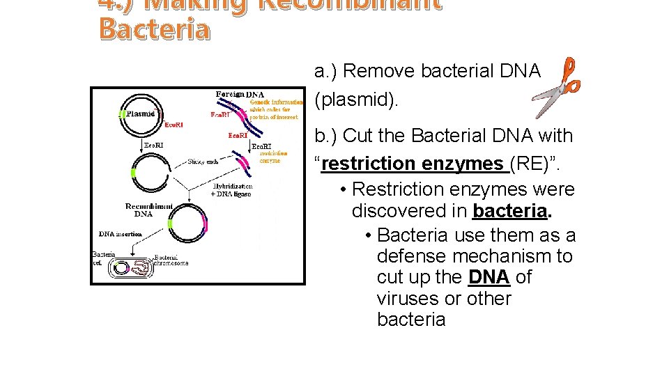 4. ) Making Recombinant Bacteria a. ) Remove bacterial DNA (plasmid). b. ) Cut