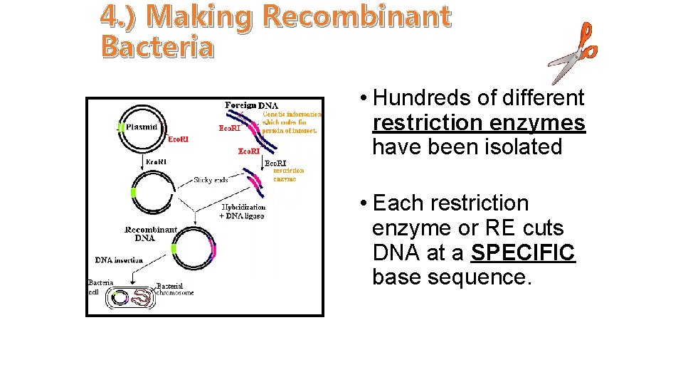 4. ) Making Recombinant Bacteria • Hundreds of different restriction enzymes have been isolated