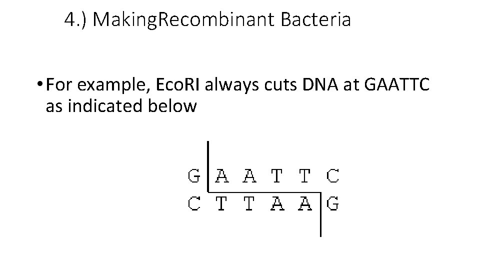 4. ) Making. Recombinant Bacteria • For example, Eco. RI always cuts DNA at