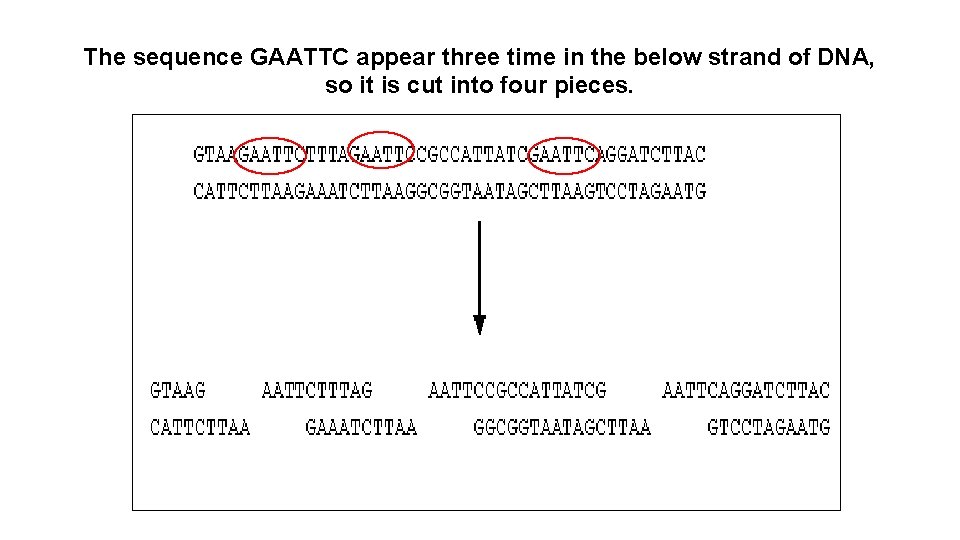 The sequence GAATTC appear three time in the below strand of DNA, so it