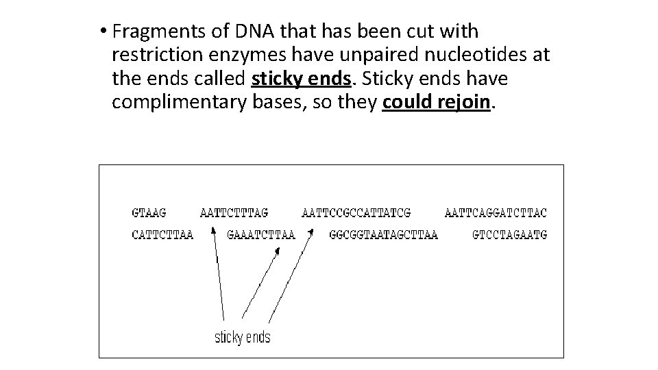  • Fragments of DNA that has been cut with restriction enzymes have unpaired