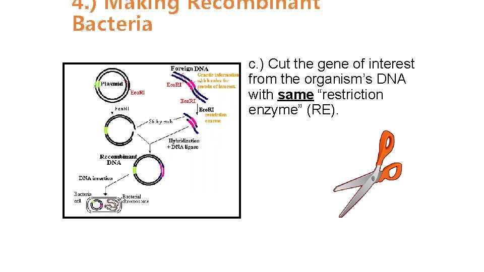 4. ) Making Recombinant Bacteria c. ) Cut the gene of interest from the