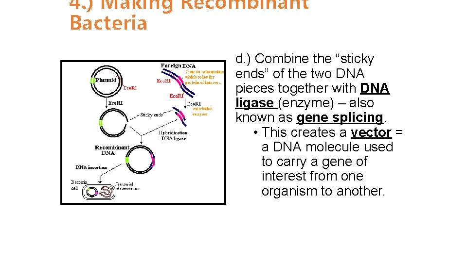 4. ) Making Recombinant Bacteria d. ) Combine the “sticky ends” of the two