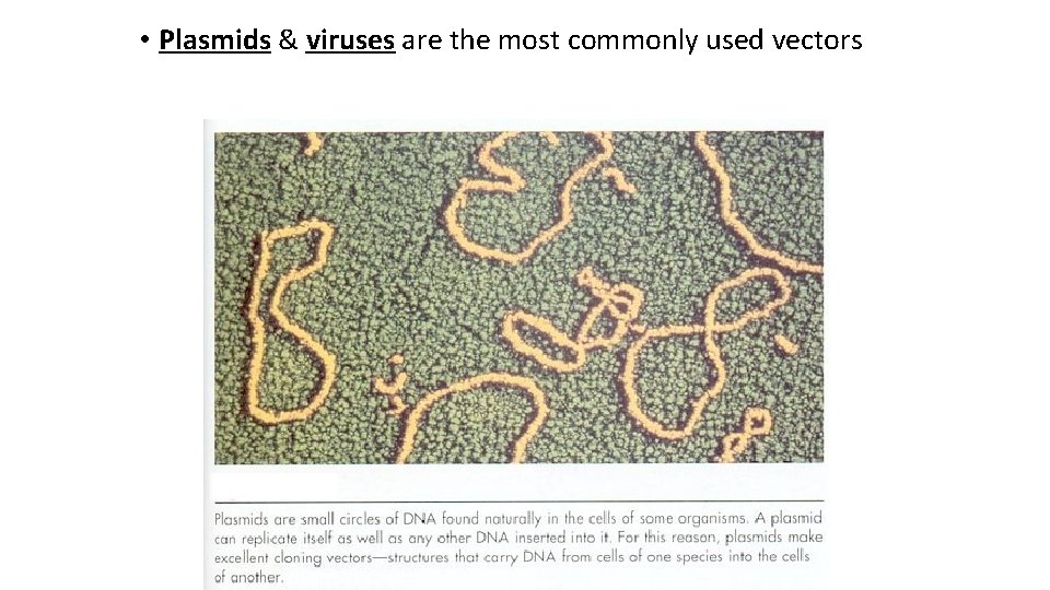  • Plasmids & viruses are the most commonly used vectors 