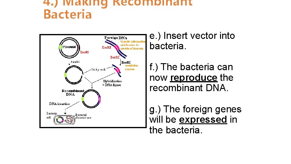 4. ) Making Recombinant Bacteria e. ) Insert vector into bacteria. f. ) The