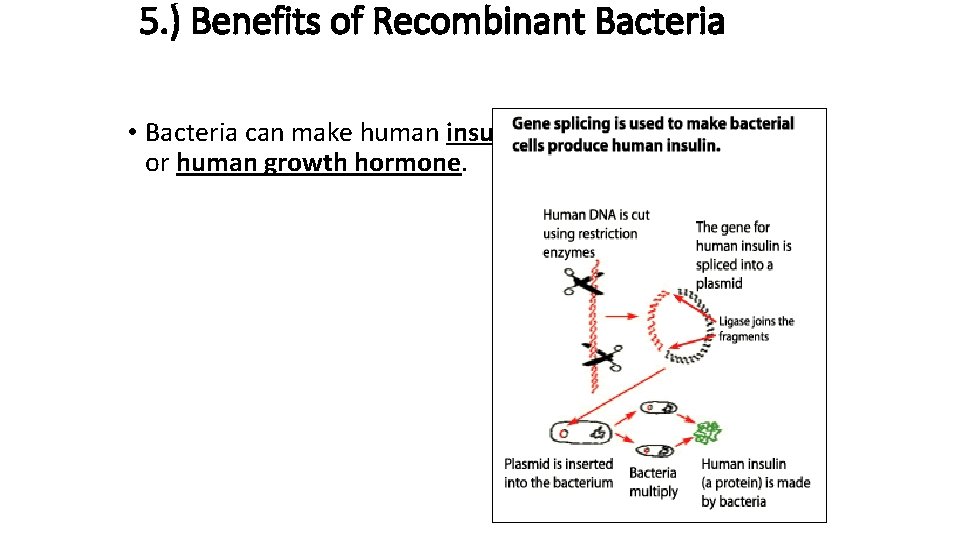 5. ) Benefits of Recombinant Bacteria • Bacteria can make human insulin or human