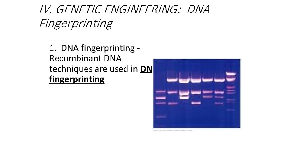 IV. GENETIC ENGINEERING: DNA Fingerprinting 1. DNA fingerprinting Recombinant DNA techniques are used in