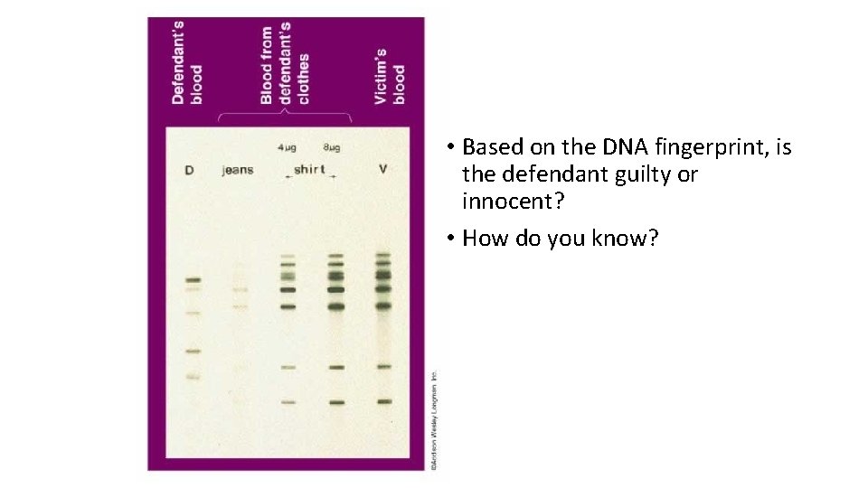  • Based on the DNA fingerprint, is the defendant guilty or innocent? •