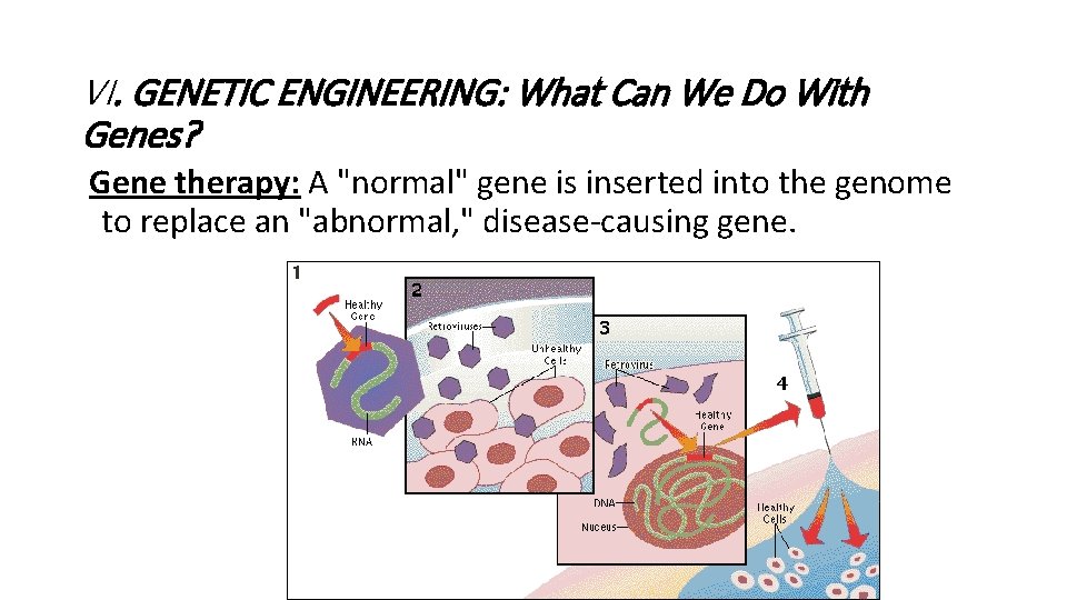 VI. GENETIC ENGINEERING: What Can We Do With Genes? Gene therapy: A "normal" gene