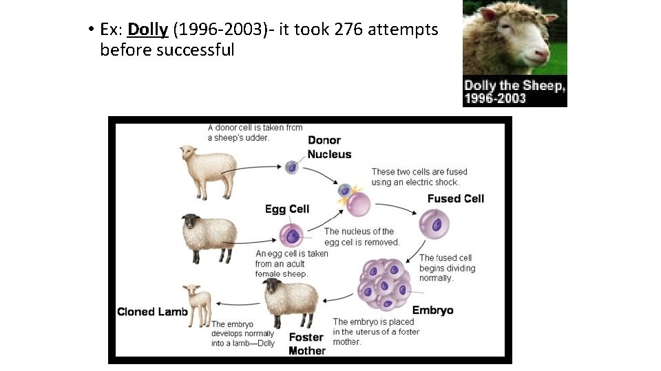  • Ex: Dolly (1996 -2003)- it took 276 attempts before successful 