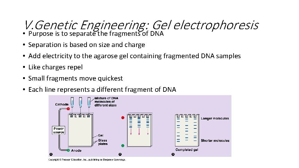 V. Genetic Engineering: Gel electrophoresis • Purpose is to separate the fragments of DNA