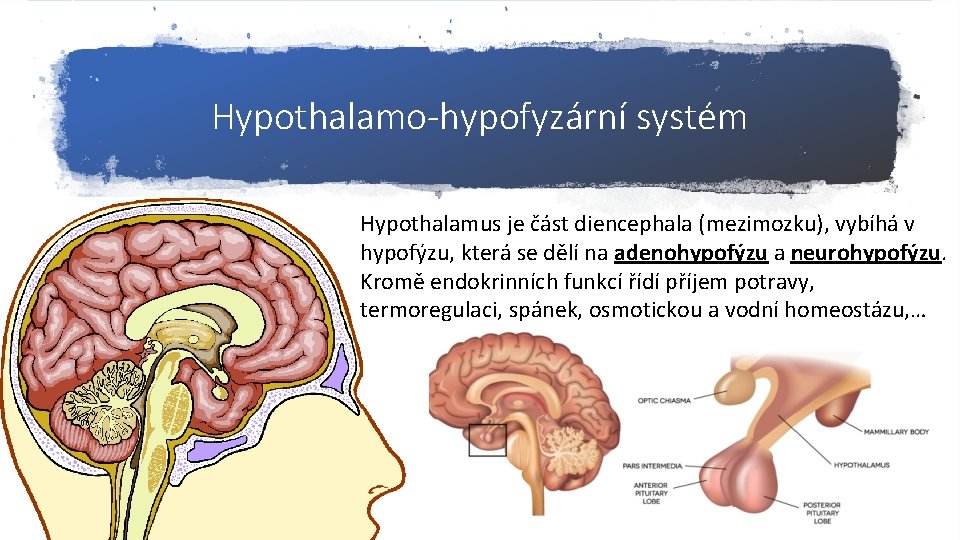 Hypothalamo-hypofyzární systém Hypothalamus je část diencephala (mezimozku), vybíhá v hypofýzu, která se dělí na