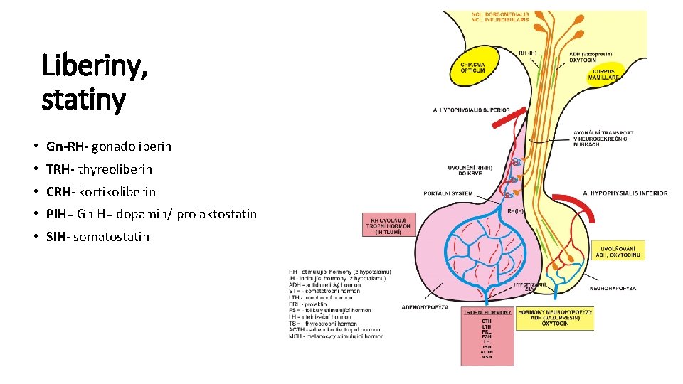 Liberiny, statiny • Gn-RH- gonadoliberin • TRH- thyreoliberin • CRH- kortikoliberin • PIH= Gn.