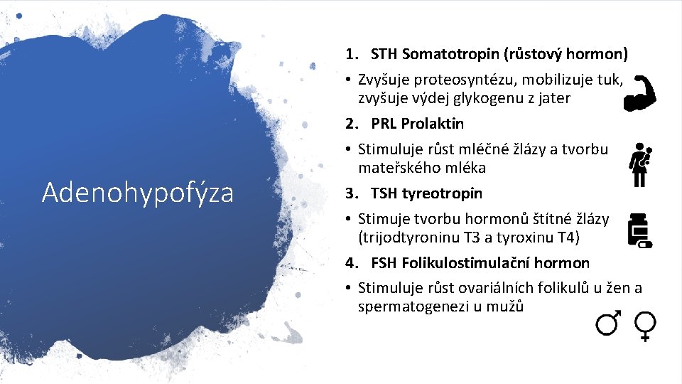 Adenohypofýza 1. STH Somatotropin (růstový hormon) • Zvyšuje proteosyntézu, mobilizuje tuk, zvyšuje výdej glykogenu