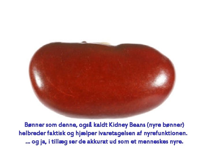 Bønner som denne, også kaldt Kidney Beans (nyre bønner) helbreder faktisk og hjælper ivaretagelsen