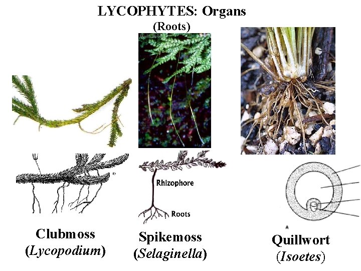 LYCOPHYTES: Organs (Roots) Clubmoss (Lycopodium) Spikemoss (Selaginella) Quillwort (Isoetes) 