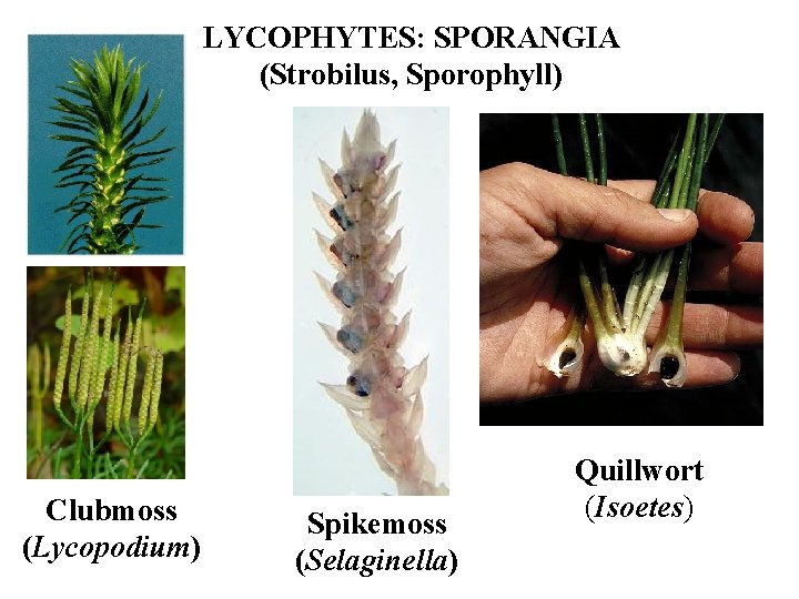 LYCOPHYTES: SPORANGIA (Strobilus, Sporophyll) Clubmoss (Lycopodium) Spikemoss (Selaginella) Quillwort (Isoetes) 